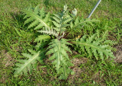 跡見群芳譜(野草譜 フジアザミ)